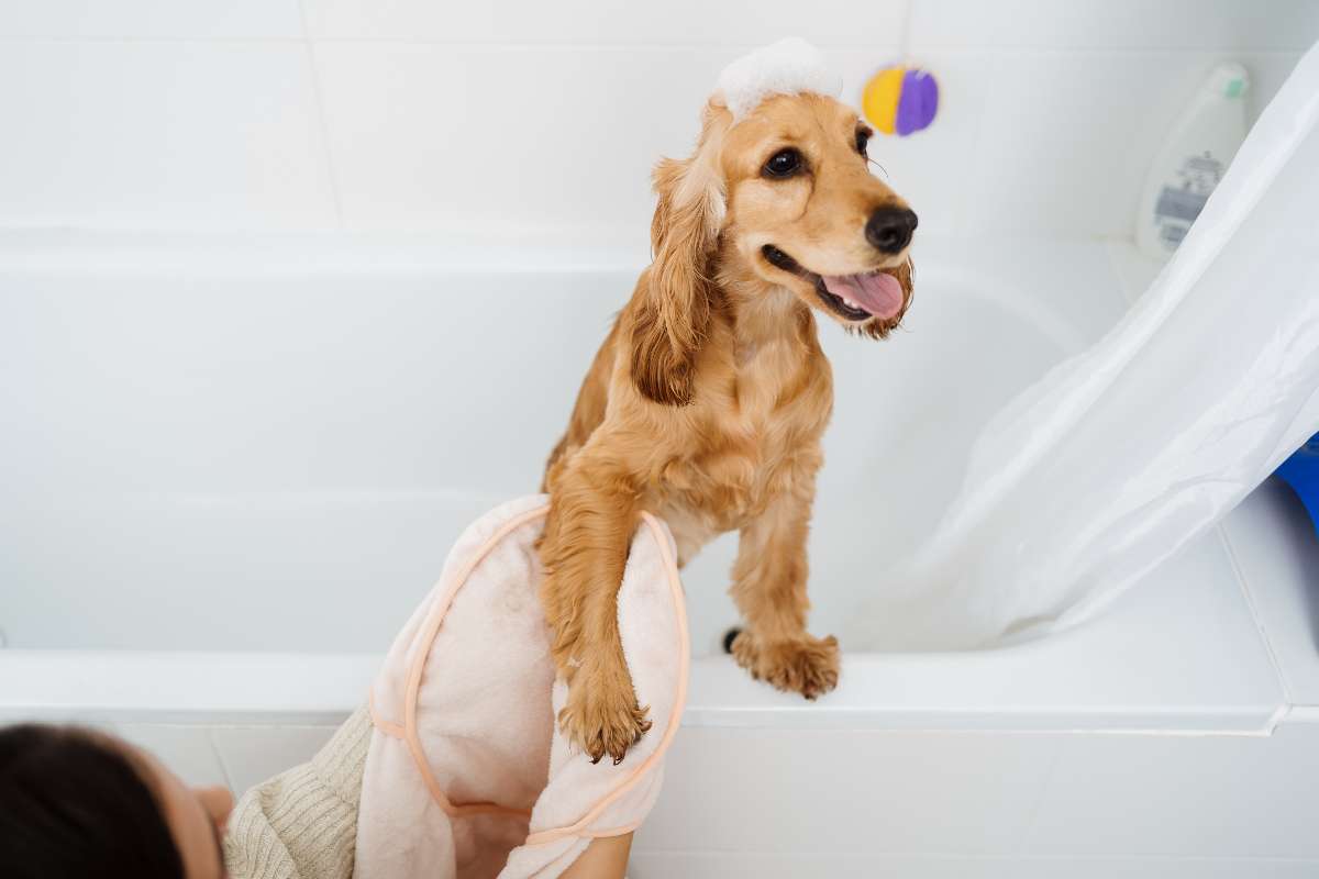 Limpiar un perro sin bañarlo