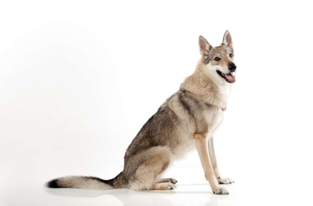 Características físicas del perro lobo checoslovaco