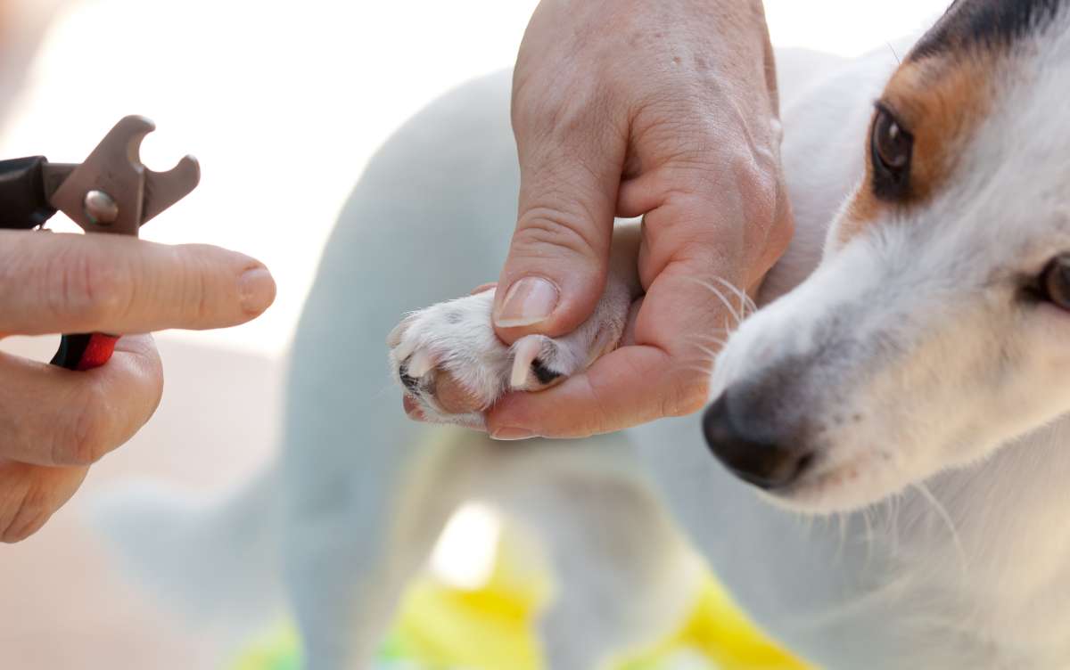 Cómo y cuándo cortar las uñas a un perro