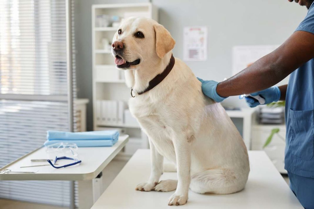 Dermatitis en perros tratamiento casero