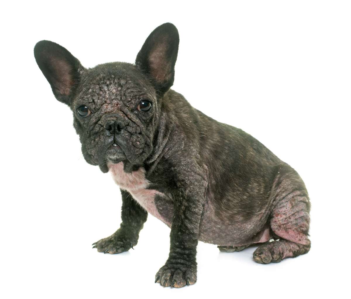 Dermatitis húmeda en perros