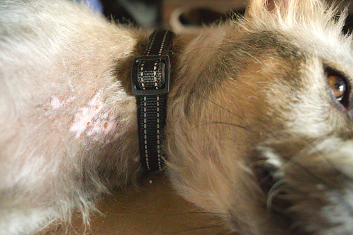 Dermatitis seborreica en perros