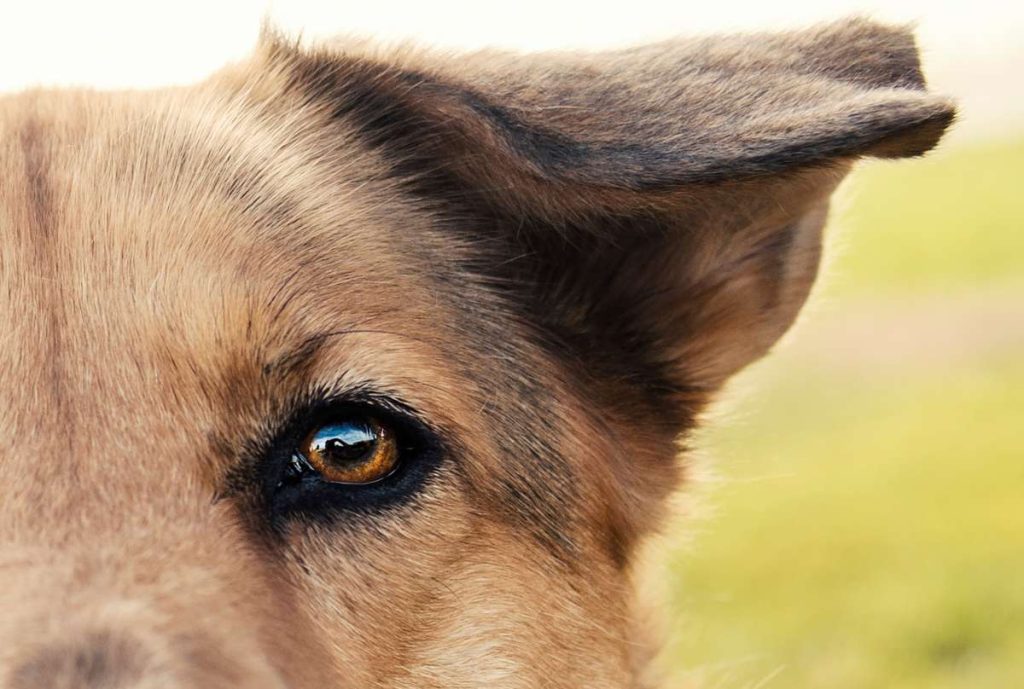 Cómo se sabe si un perro tiene conjuntivitis