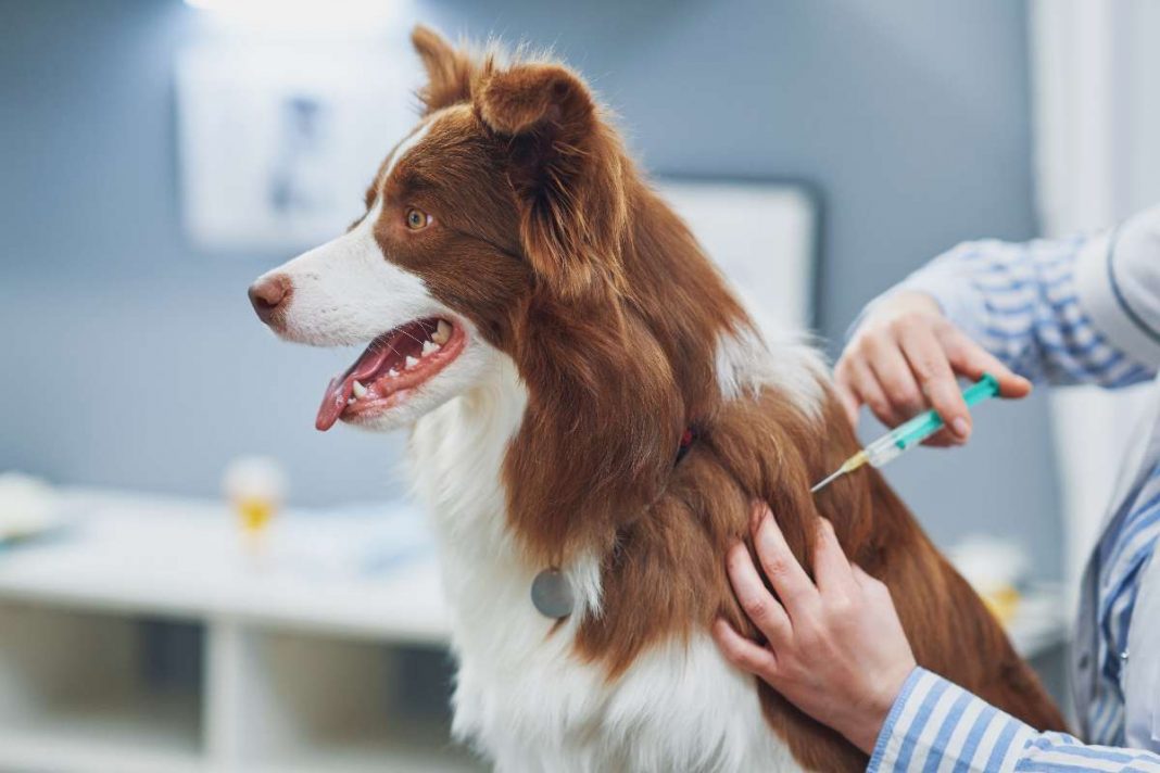 A que edad se deja de vacunar a los perros