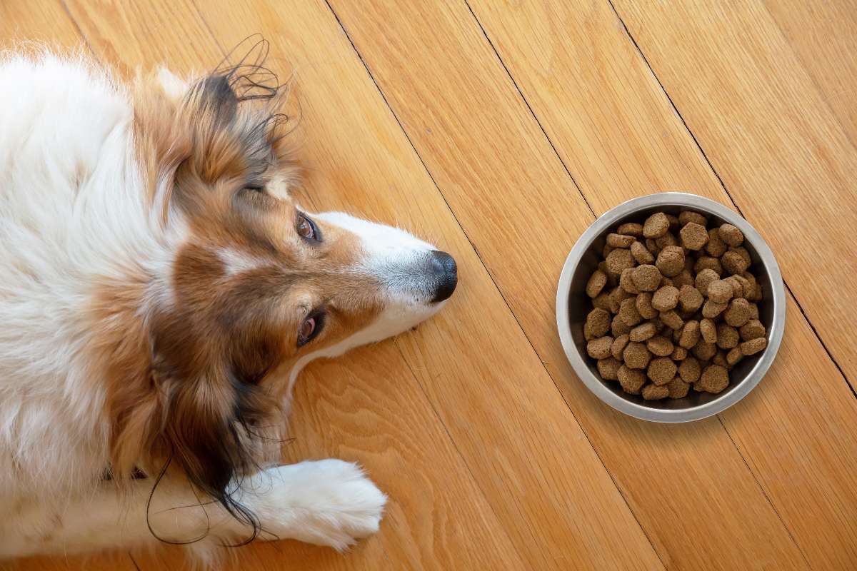 Alimentos que causan diarrea en perros