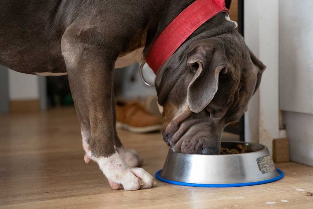 Del Sur bordillo ozono Los 9 mejores alimentos para perros para American Bully